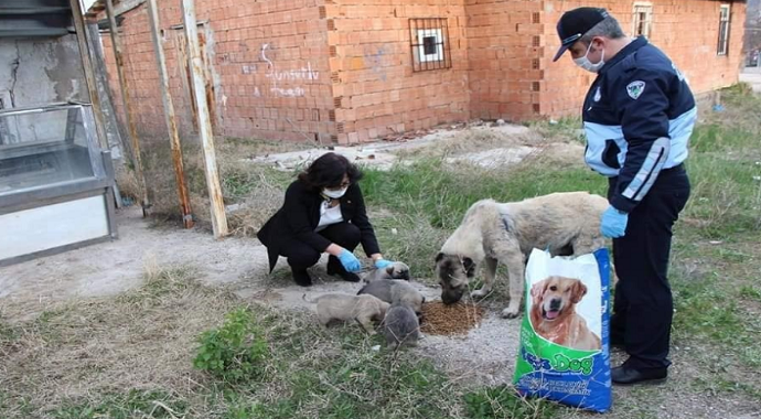Çorum Sungurlu Belediyesi sokak hayvanlarını unutmadı
