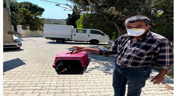İzmir'in Çeşme ilçesinde  vicdansızlık: Çöpe atılan kedi yavruları kurtarıldı