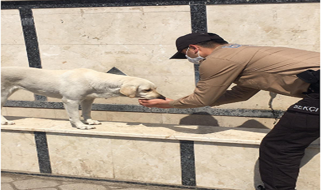 Muğla Fethiye’de susuz kalan köpeğin yardımına bekçiler koştu