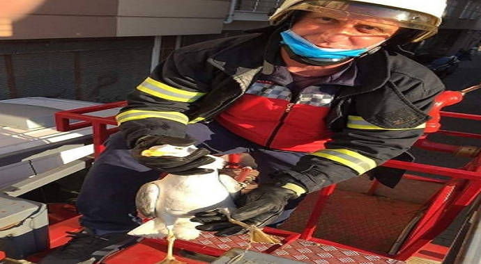 Giresun’un Espiye ilçesinde itfaiye ekiplerinin martı kurtarma operasyonu