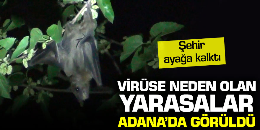 Korona Virüse neden olan yarasalar Adana'da görüldü!