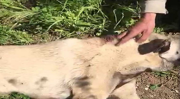 Gemlik ilçesinde Köpeğini vurdu, hayvanseverler kurtardı