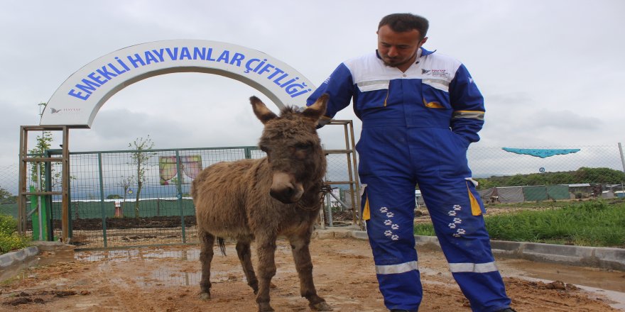 Yanında yavrusu köpeklere parçalatılan eşek yeni yuvasında çok mutlu