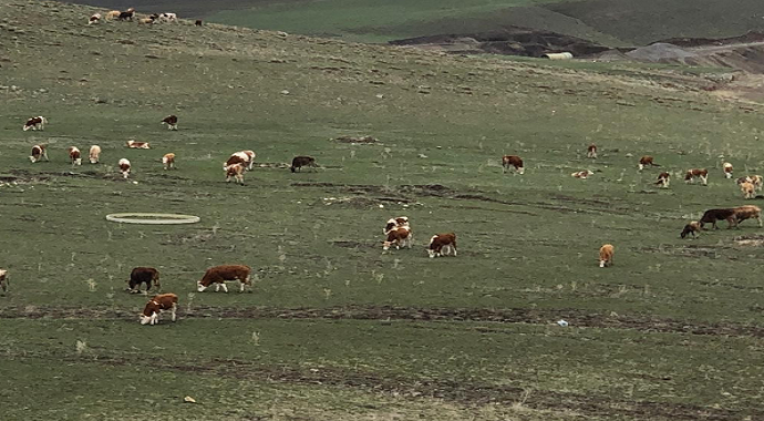 Kars’ta havaların ısınmasıyla hayvanlar meralara çıktı
