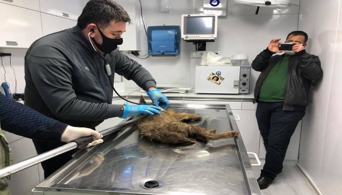 Bartın’da kente inen yavru çakal, köpeklerin arasında kaldı