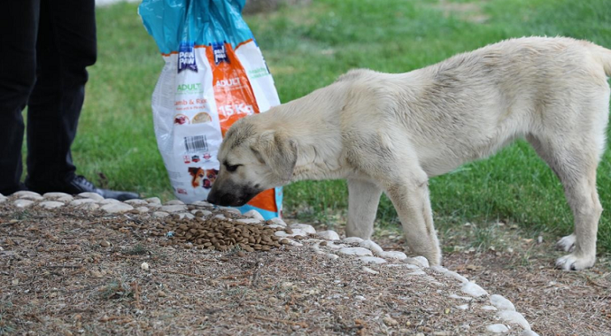 Erzincan’da sokak hayvanlarına mama desteği yapıldı