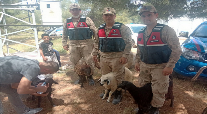 Nizip ilçesinde Kaybolan koyunları jandarma buldu