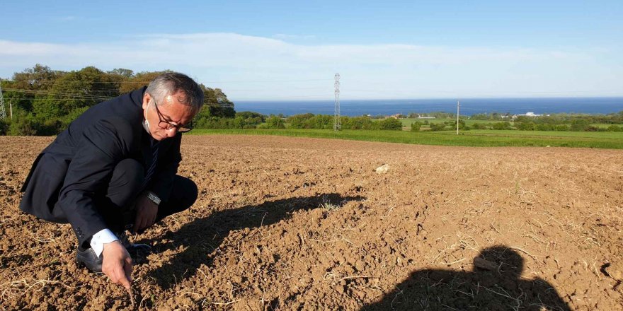 Sinop'un Gerze ilçesinde Milli Tarım Yerli Tohum Projesine yeni başlandı