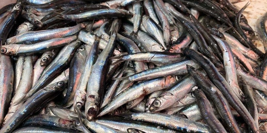 Karadeniz'de kayıkların attıkları ağ sonucu tesadüfen hamsi yakalandı