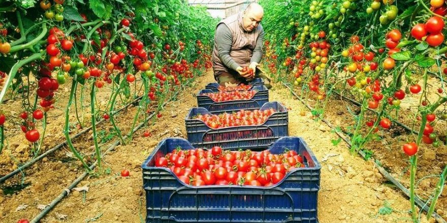 Aksu Üreticiler Birliği Başkanı Şahin: Tarım teşvikine fırsatçı uyarısı