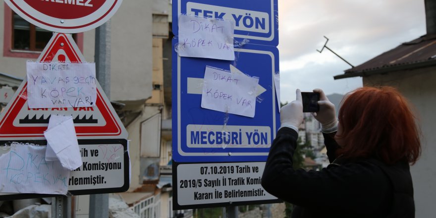 Artvin'de Anne köpek ölen yavrusunun başından saatlerce ayılmadı