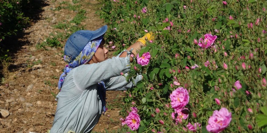 Her yıl binlerce turisti ağırlayan gül bahçeleri, bu yıl korona virüsü nedeniyle boş kaldı