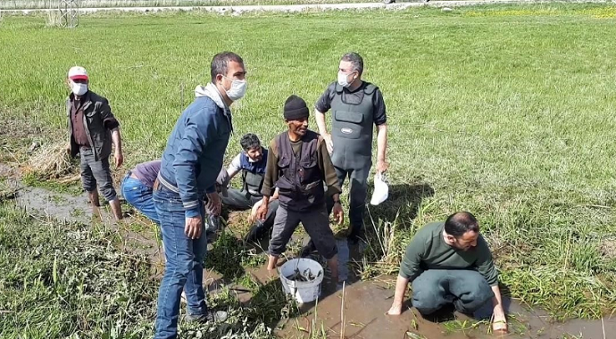 Van'da Ölmek üzere olan 3 ton balığı kovalarla taşıdılar