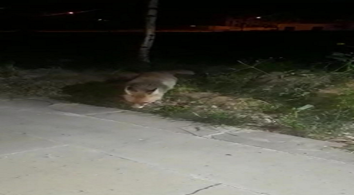 Çankırı'da İftar sofrasına gelen tilkiyi beslediler