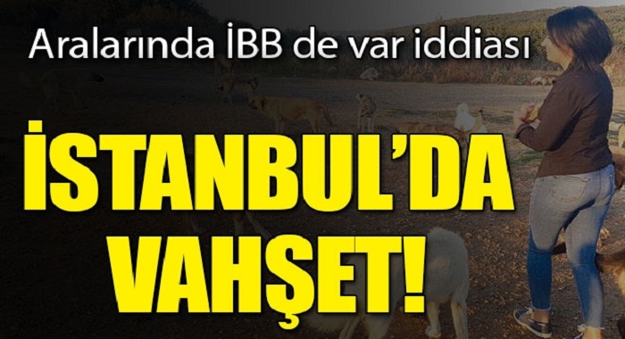 İstanbul'da vahşet! Birbirlerini yiyorlar