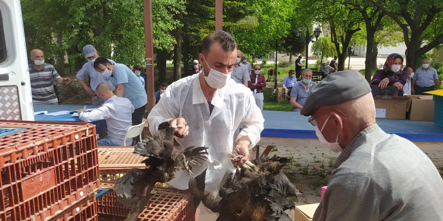 Daday Ziraat Odası, kümes hayvancılığını geliştirmek için tavuk, hindi ve civciv dağıttı