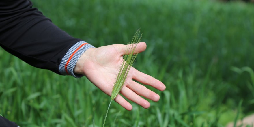 Artvin’de döl buğdayı için coğrafi işaret alınması için çalışma başlatıldı