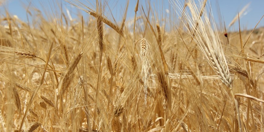 Buğdayda rekoltenin yüksek olması çiftçinin yüzünü güldürdü