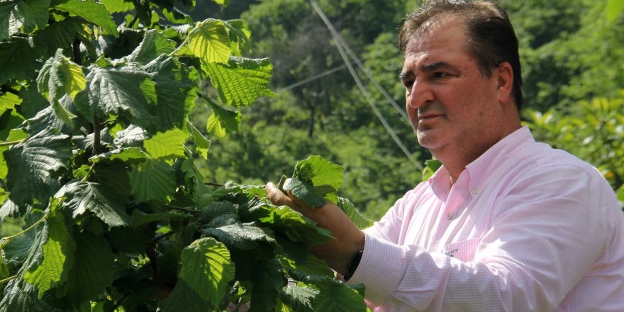 Samuray Arıcığı denilen parazitör ithal edilerek mücadele başlatılacak