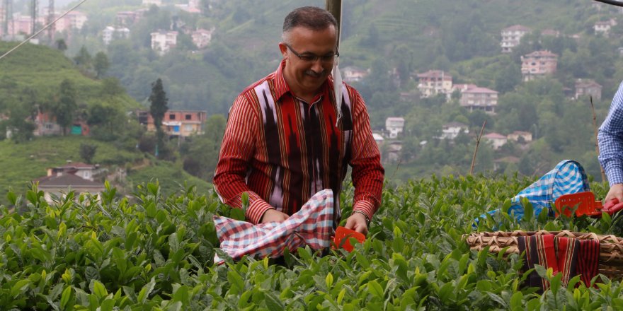 Rize'de çay toplamak isteyen kişilerin sayısı 36 bin, gelenlerin sayısı 7 bini geçti