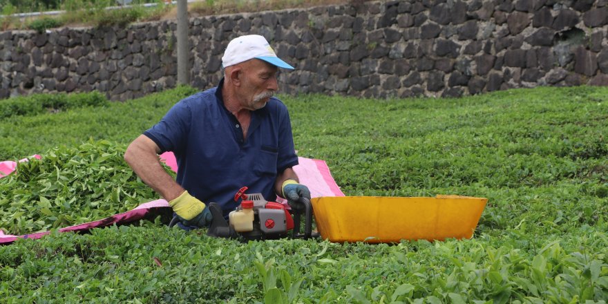 Çay üreticileri ÇAYKUR'a kontenjan tepkisi gösterdi