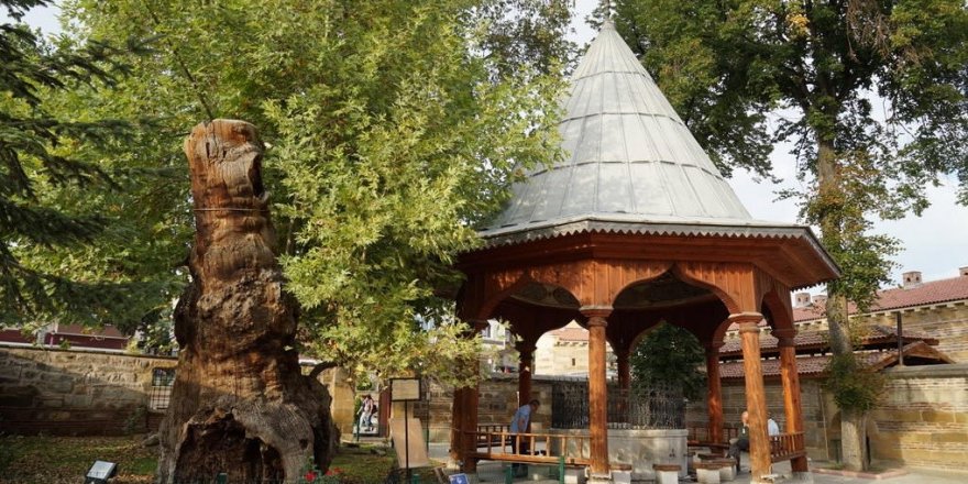 Amasya'da Camilerin ibadete açılması sebebiyle şükür kurbanı kesilecek