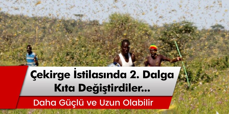 Batı Afrika ve Afrika Boynuzu ülkelerinde 2. dalga çekirge istilası bekleniyor