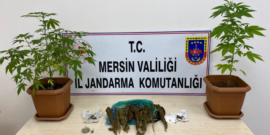 Mersin'de 7 kişi Evin banyosunda kenevir yetiştirmişler