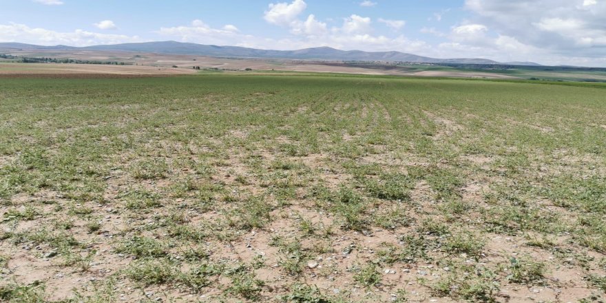 Yozgat’ta 11 bin dekarlık tarım arazisini dolu vurdu