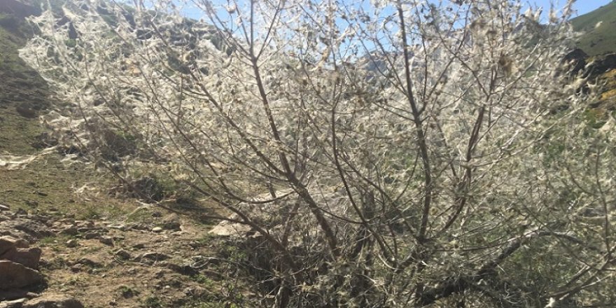Şırnak’ın Beytüşşebap ilçesinde 'tırtıl' istilası