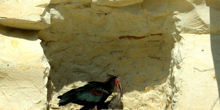 Ankara'da Koruma altındaki kelaynakların yavruları hayata gözlerini açmaya başladı