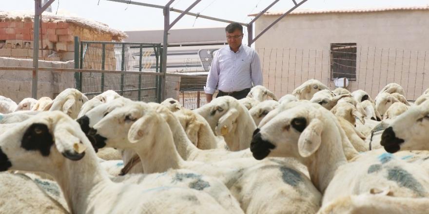 Aksaray’da küçükbaş hayvan sayısında 12 yılda yüzde 500 artış sağlandı