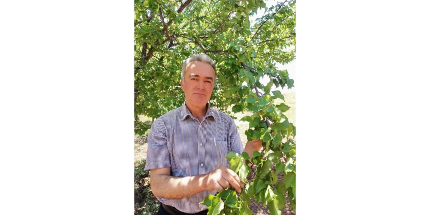 2020 tahmini kayısı rekoltesine itirazlar sürüyor
