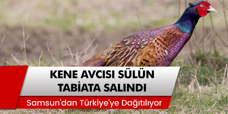 Samsun'da Kene Avcısı Sülün Tabiata Salındı