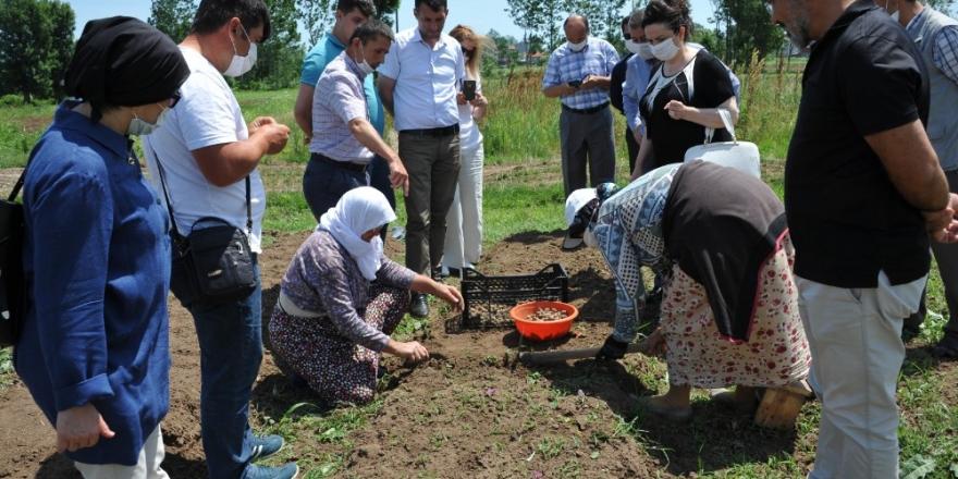 Çiftçiye yeni gelir kapısı: Salep