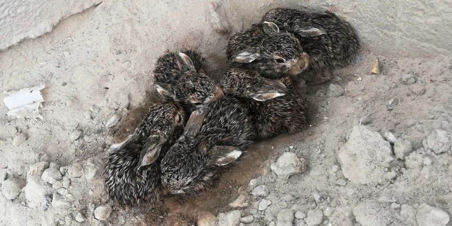 Kütahya Hisarcık'ta Maden sahasındaki 6 yabani tavşan yavrusu ilgi odağı