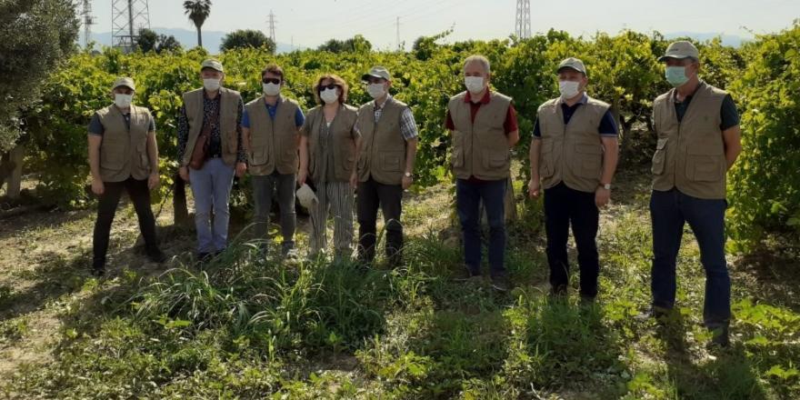 Üzüm ürününde sıcak hava zararı ile ilgili çalışmalara başlandı
