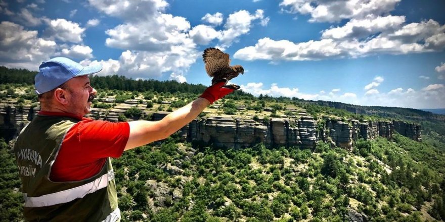 Karabük’te Yaralı ‘kerkenez’ kuşu tedavisinin ardından doğaya salındı