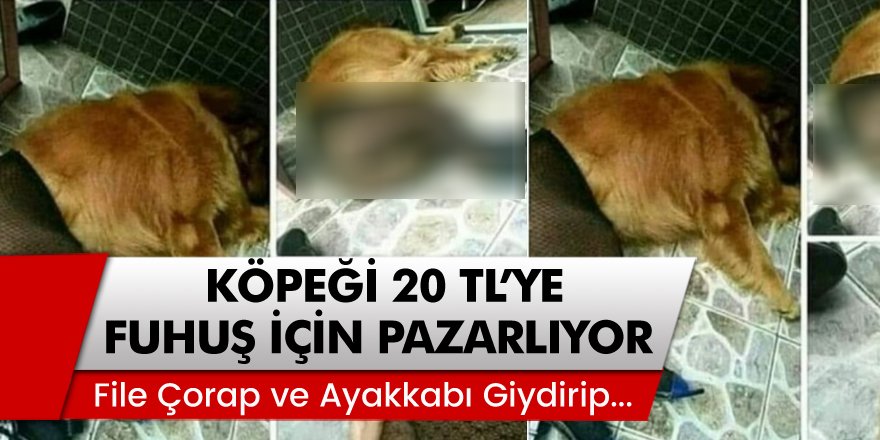 İnsanlığın Geldiği Son Nokta! File Çorap ve Topuklu Ayakkabı Giydirdiği Köpeği 20 TL’ye Fuhuş İçin Kiralıyor!