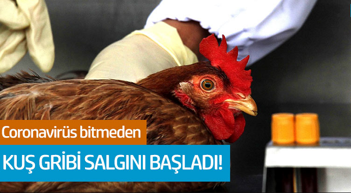 Coronavirüs bitmeden kuş gribi salgını başladı