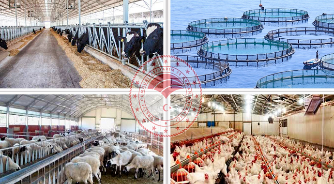 Faizsiz kredi desteğiyle hayvancılığa başlama fırsatı