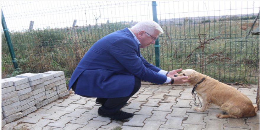 Ergene'de sokak hayvanları sahiplendiriliyor