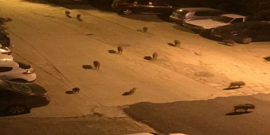 Aydın'da evlere kadar inen domuzlar için sürek avı izni verildi
