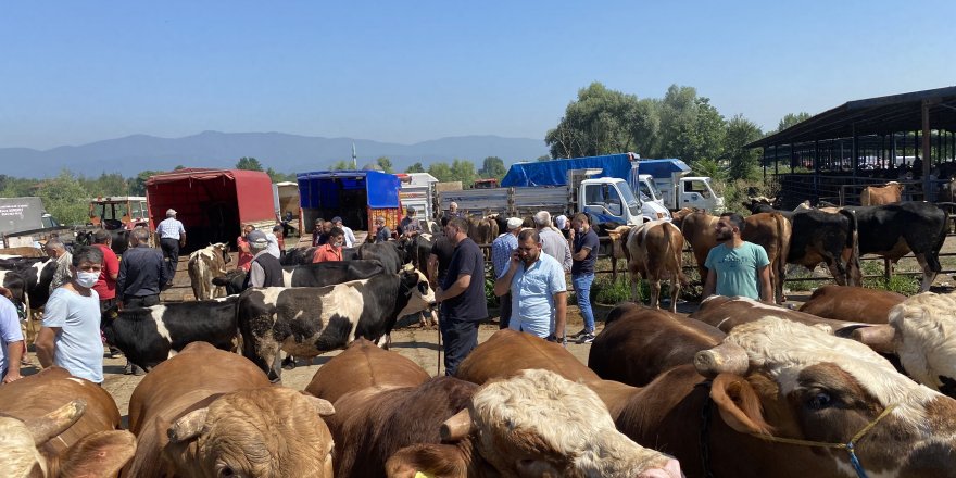 Yem fiyatlarının yükselişi kurbanlıkların fiyatını yükseltti