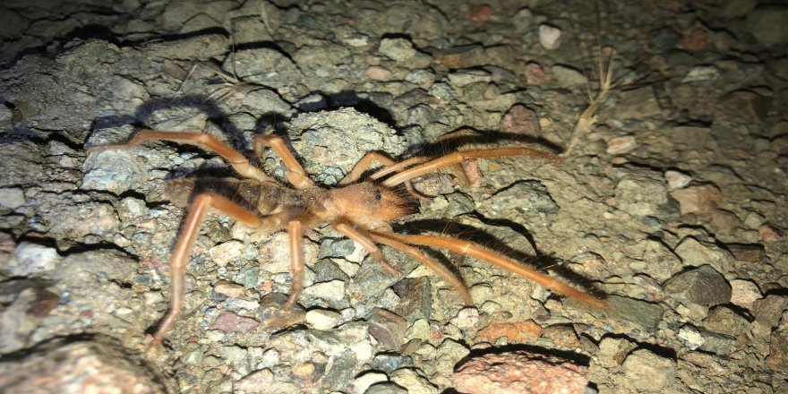 Adıyaman’da ‘Sarı kız’ örümceği görüldü