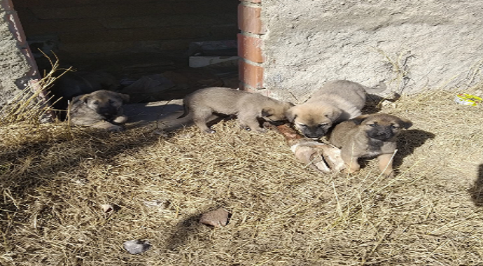 Kuyuda mahsur kalan yavru köpekler kurtarıldı