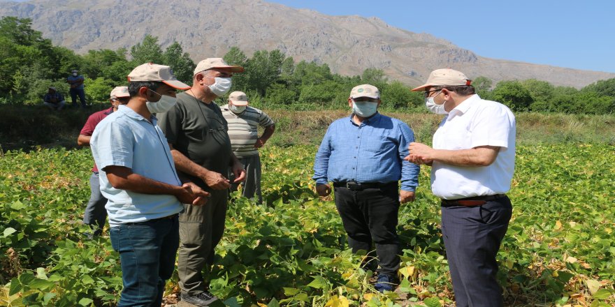 Erzincan İl Tarım ve Orman Müdürlüğü kuru fasulye üretimini arttıyor