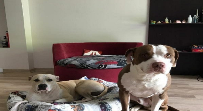 1 aydır kayıp olan iki köpeğinin bulunması için seferber oldu