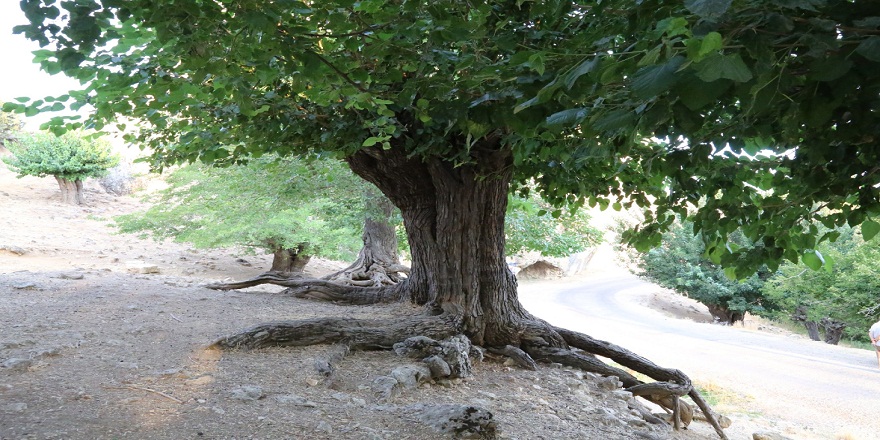 Tunceli'deki asırlık dut ağaçları yıllara meydan okuyor