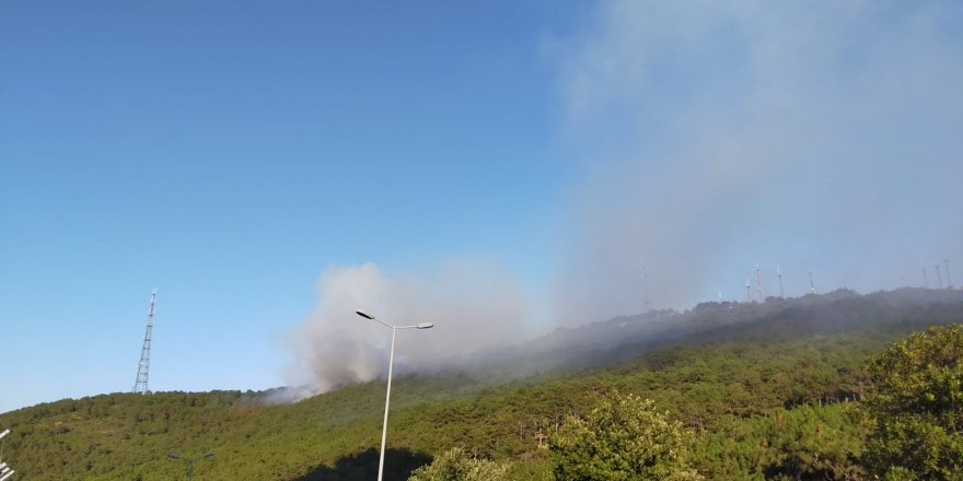 İstanbul Maltepe'de ormanlık alanda yangın